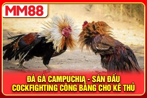 Đá Gà Campuchia - Sàn Đấu Cockfighting Công Bằng Cho Kê thủ