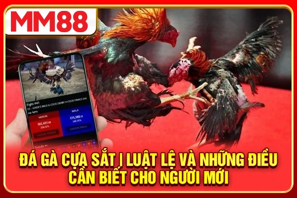Đá Gà Cựa Sắt | Luật 2026 Và Những Điều Cần Biết Cho Newbie