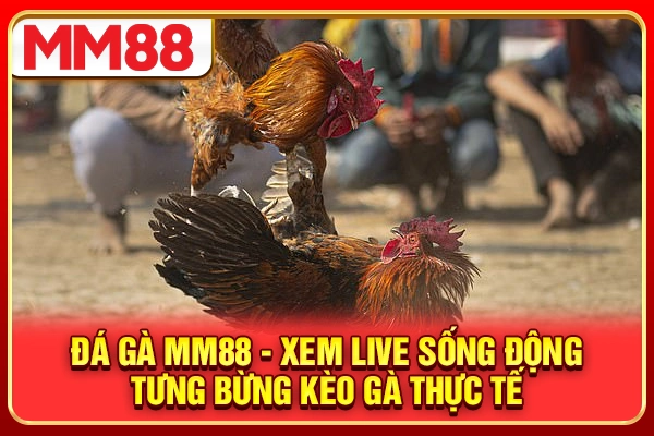 Đá Gà MM88 - Xem Live Sống Động, Tưng Bừng Kèo Gà Thực Tế