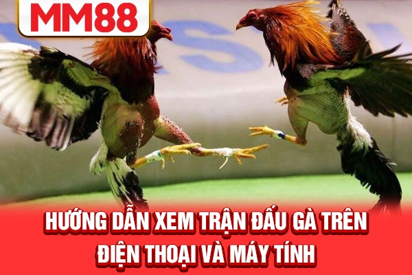 Hướng dẫn xem trận đấu gà trên điện thoại và máy tính