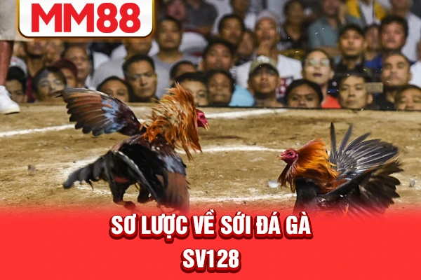 Sơ lược về sới đá gà SV128