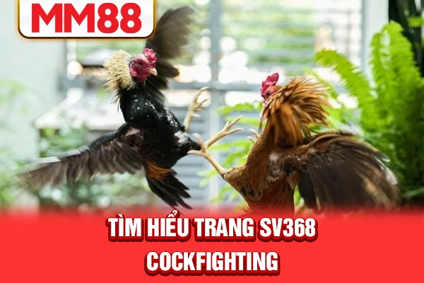 Tìm hiểu trang SV368 cockfighting